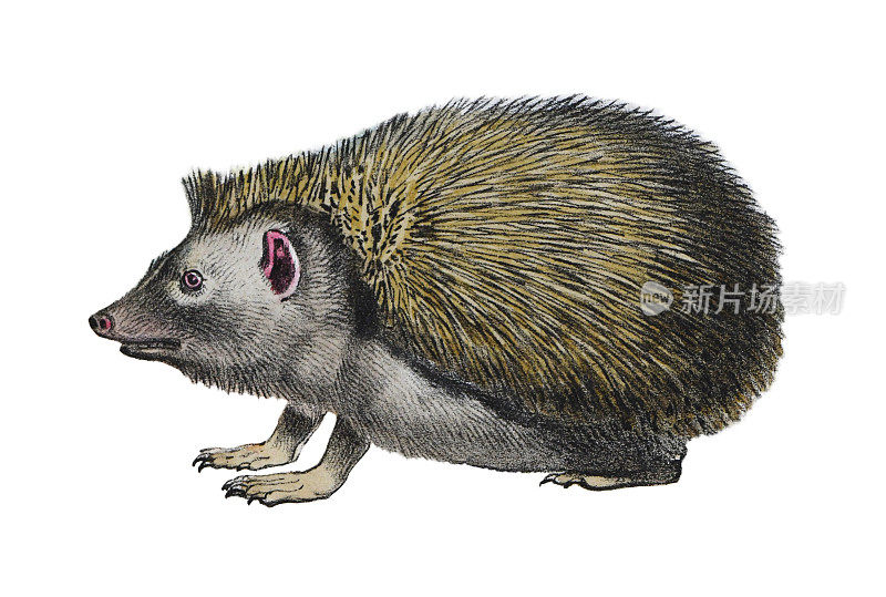 欧洲刺猬(Erinaceus europaeus)——白色背景上的老式彩色插图